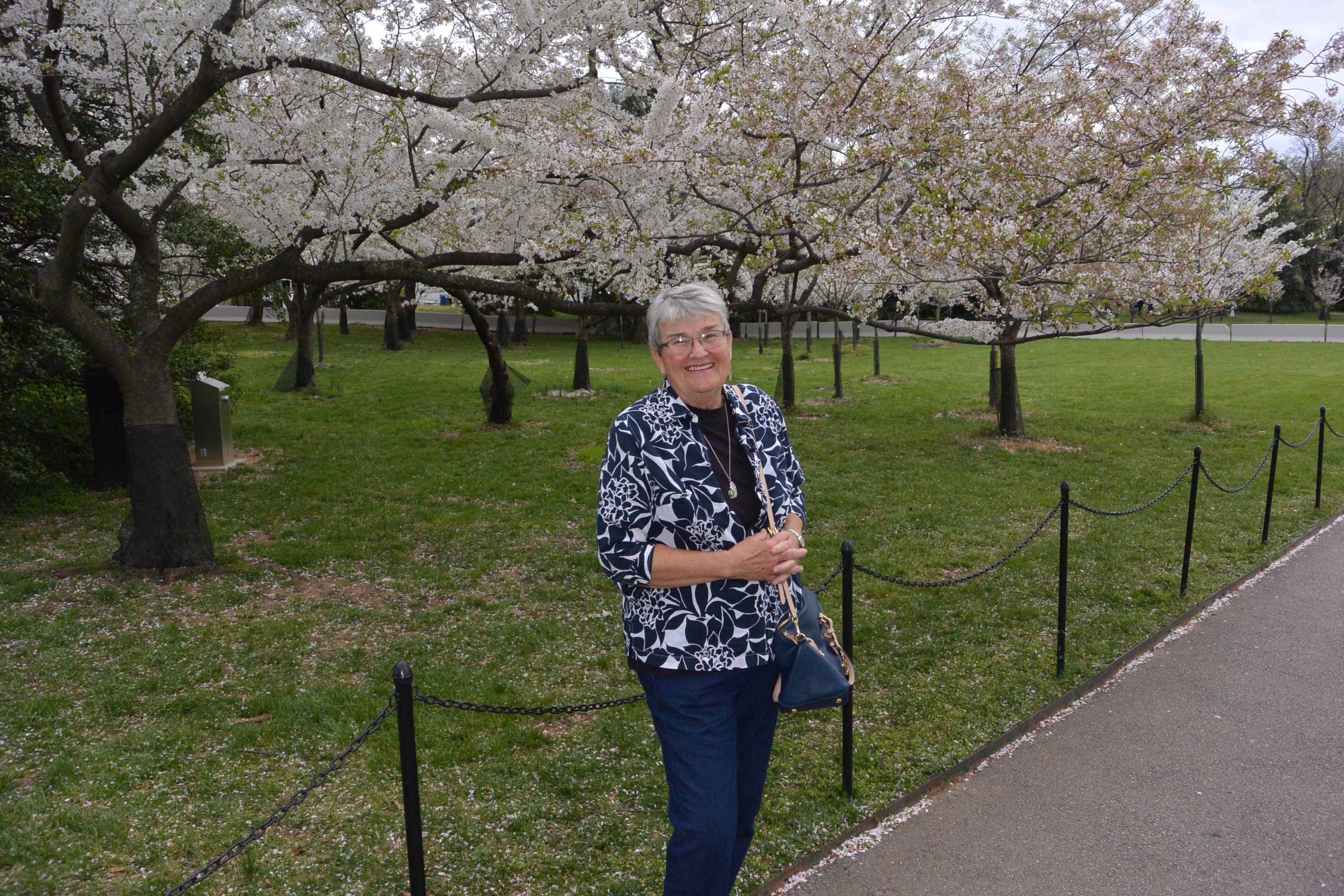 Cherry Blossoms