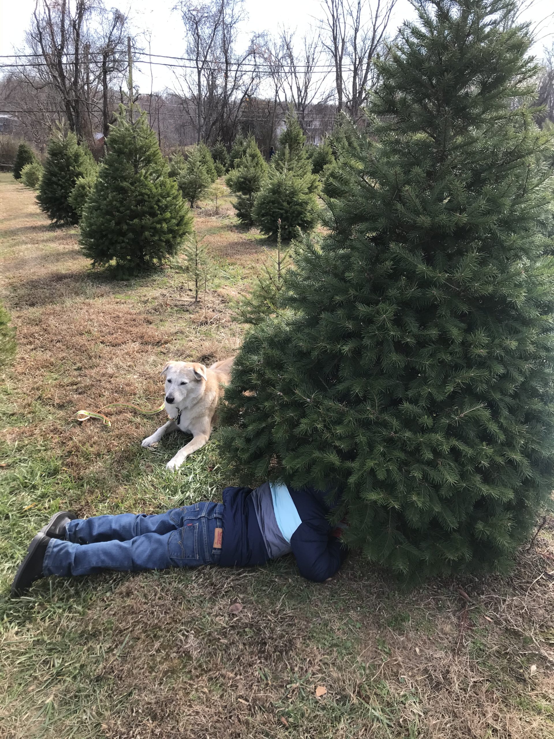 Christmas Tree ’19