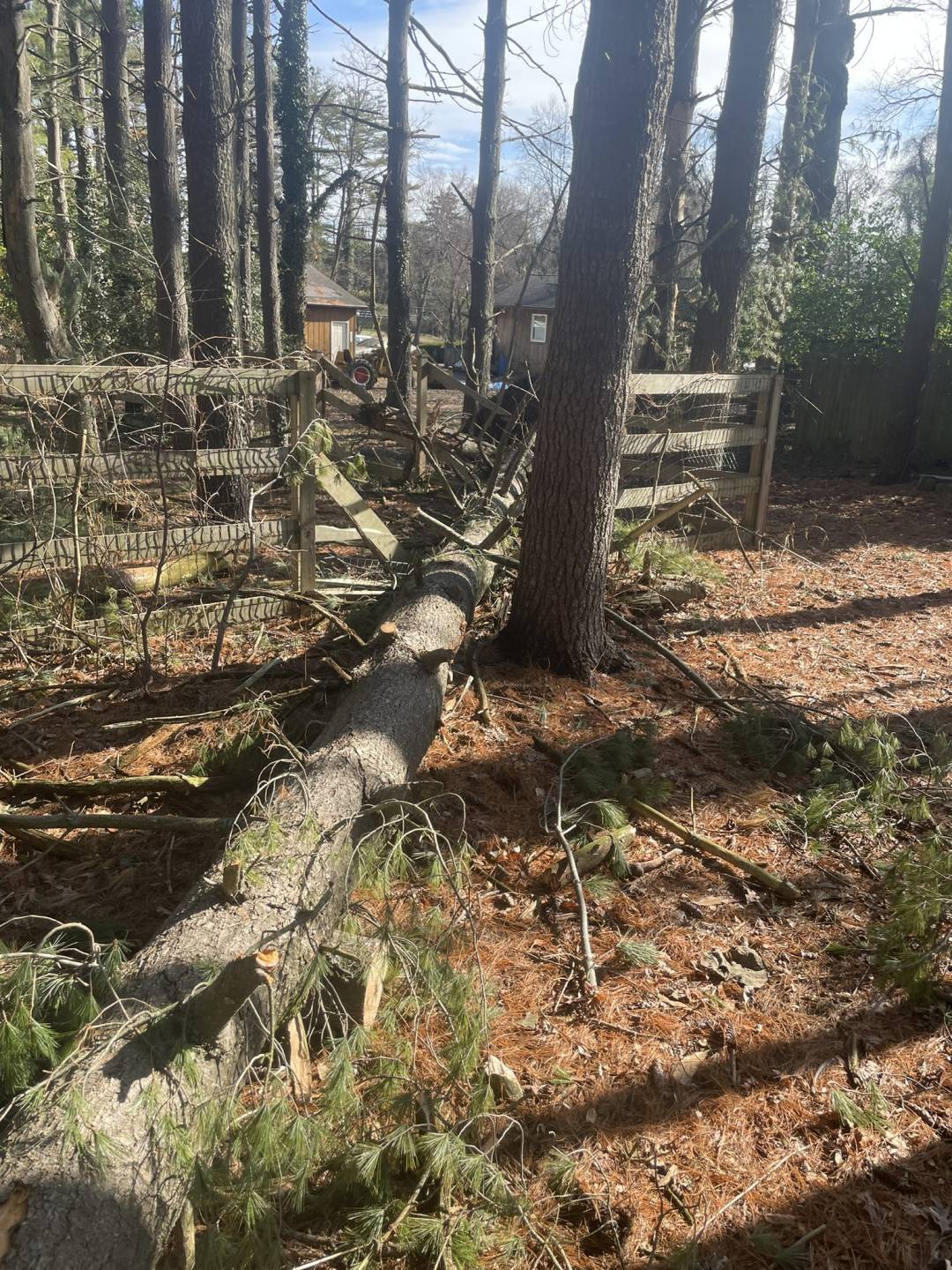 Tree (I’m running out of catchy titles)