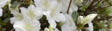 Spring is in the Air